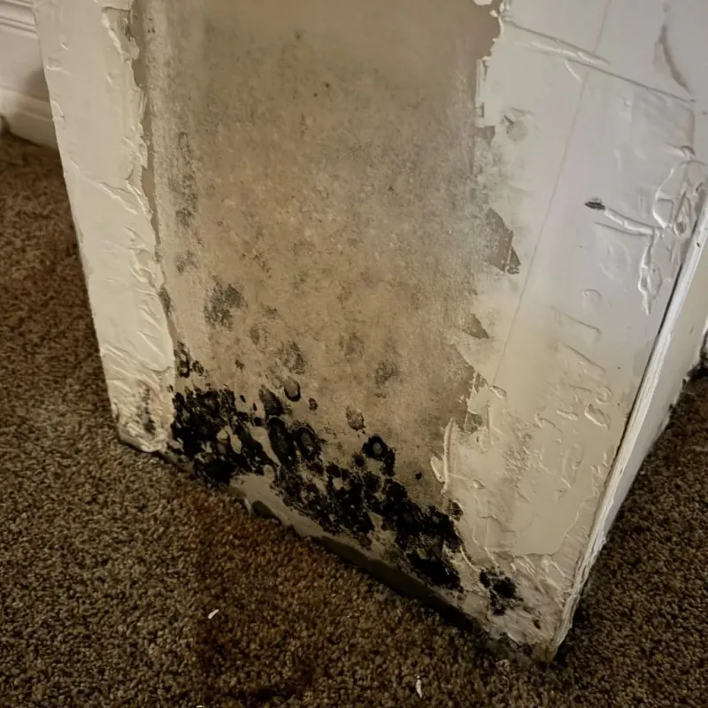 Professional Mold Removal in Gallipolis, OH